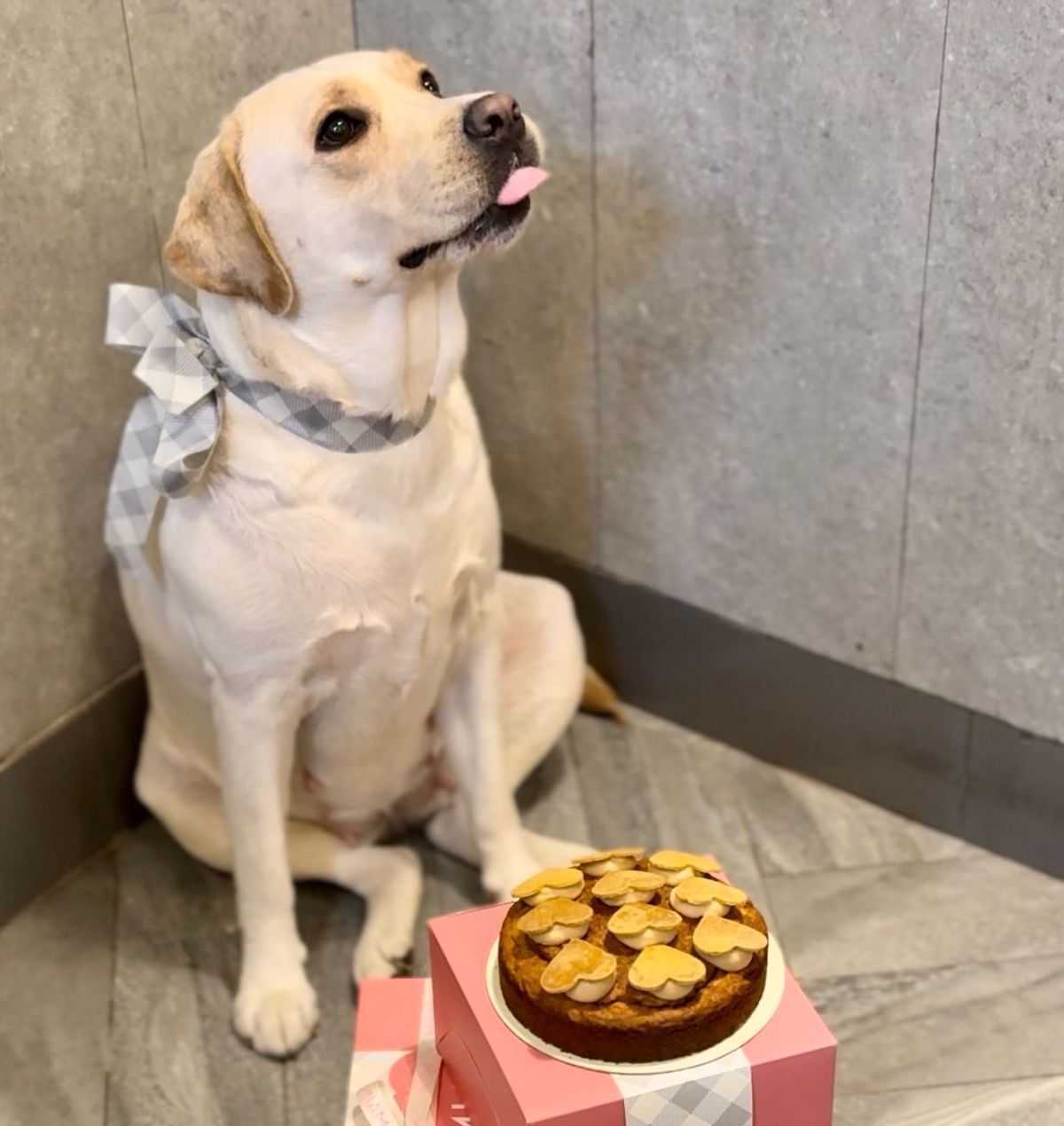 Dog Menu